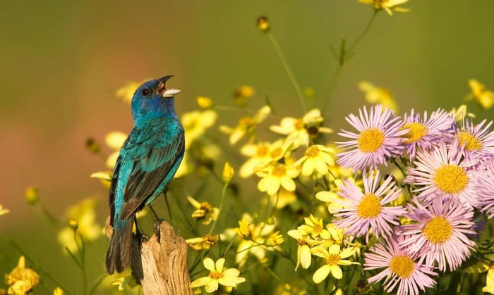 birds-say-to-each-other