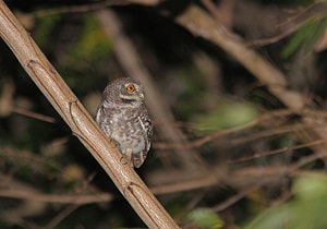 birds-singing-at-night