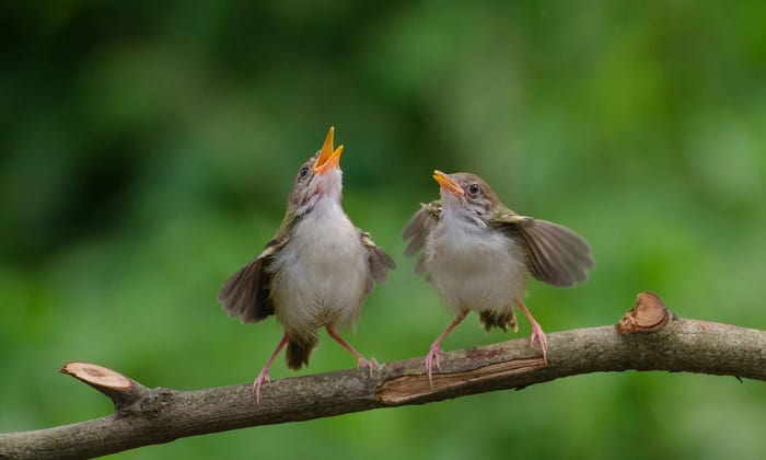 birds-talk-to-each-other