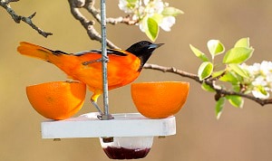 birds-that-look-like-orioles