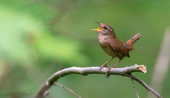 birds-with-4-letters-in-their-name