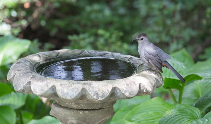 clean-bird-bath-vinegar