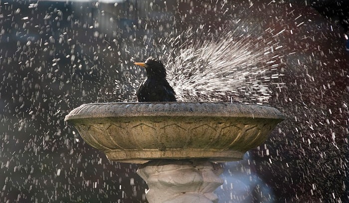 cleaning-bird-bath-with-vinegar