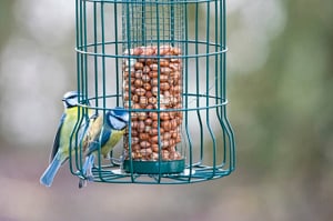 climbing-my-bird-feeder-pole