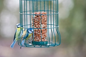 climbing-my-bird-feeder-pole