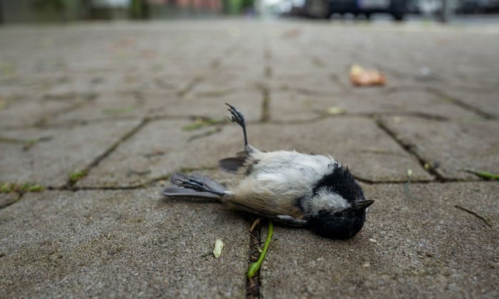 dead-bird-meaning