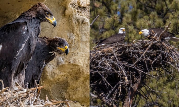 difference-between-bald-eagle-and-golden-eagle