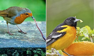 difference-between-robin-and-oriole