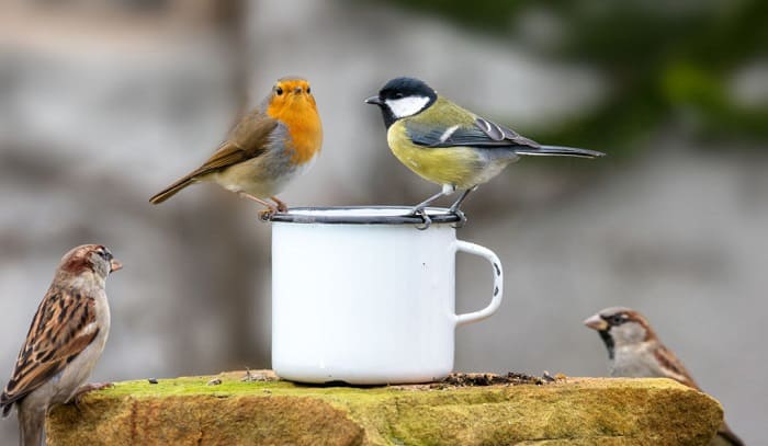 Four Letter Birds Names – We Have Your Queries Answered!
