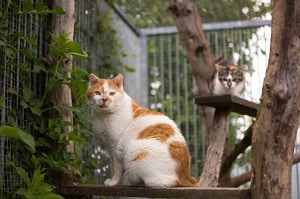 get-rid-of-birds-nesting-on-porch