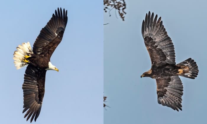 golden-eagle-compared-to-bald-eagle