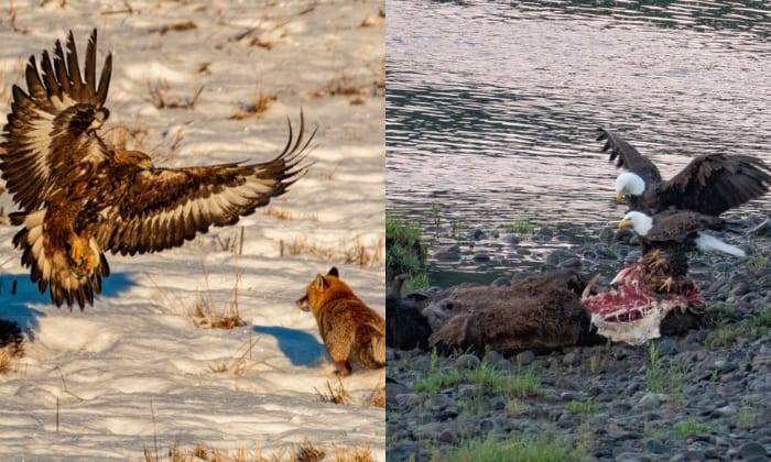 golden-eagle-size-compared-to-bald-eagle