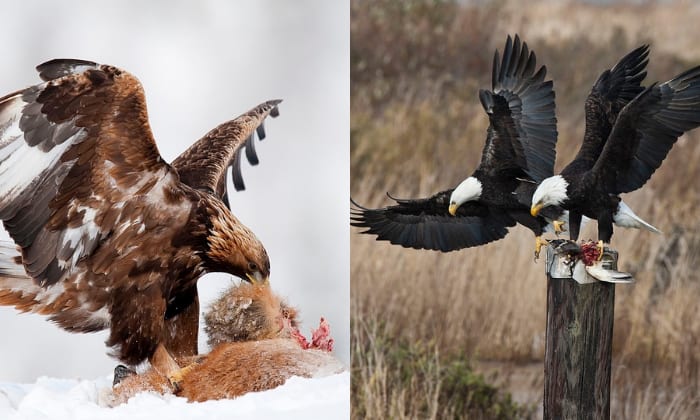 golden-eagle-versus-bald-eagle