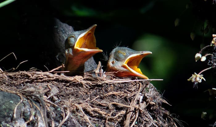 hearing-birds-at-night-meaning