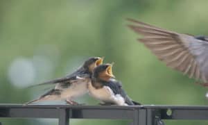 how do birds communicate