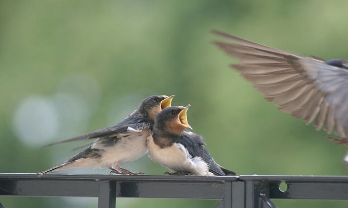 what is it called when birds talk to each other