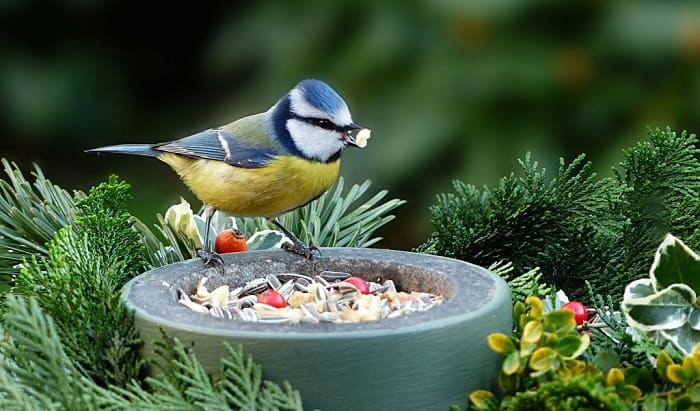 how long can birds go without food