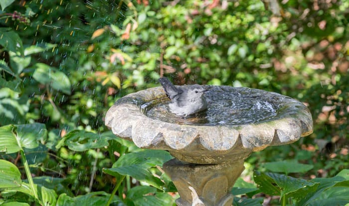 how to clean a bird bath with vinegar