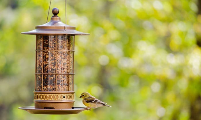 how to hang a bird feeder without a tree