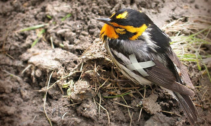 how to help a bird with a broken wing