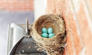 how to keep birds from nesting on porch