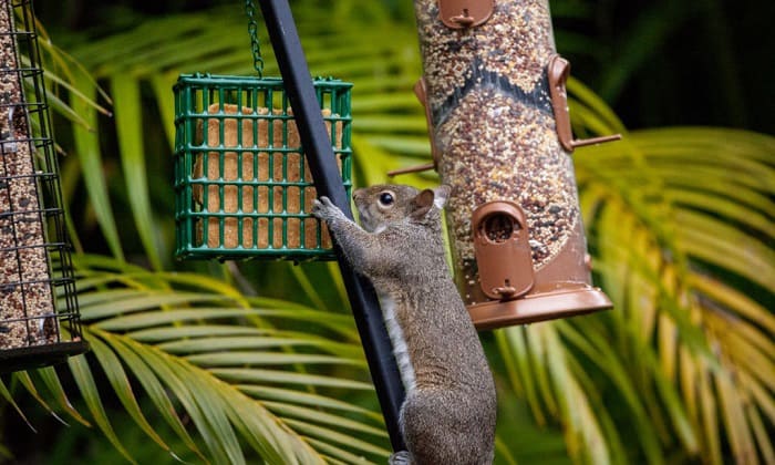 how to stop squirrels from climbing bird feeder pole