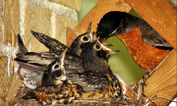 keep-birds-from-building-nests-on-porch