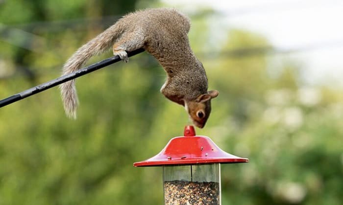 keep-squirrels-from-climbing-bird-feeder-pole