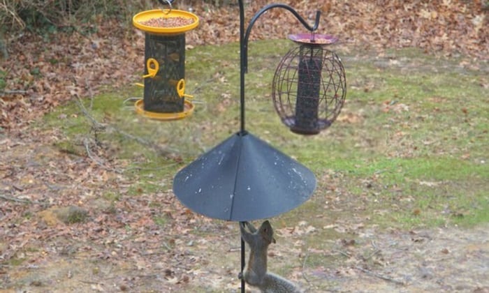 keep-squirrels-off-bird-feeder-pole