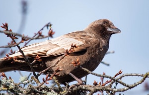 meaning-of-a-bird-flying-into-your-house