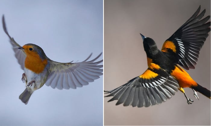 oriole-vs-robin