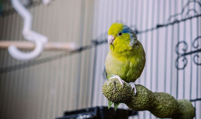 the-spiritual-meaning-of-a-bird-flying-in-your-house