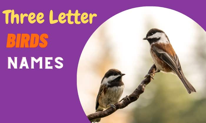 three letter birds names