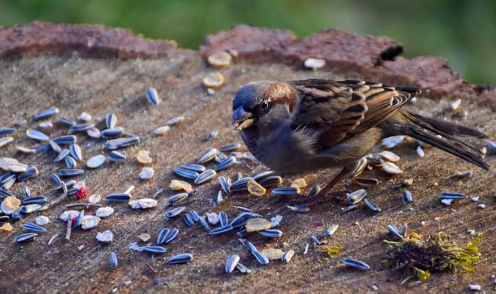 what birds eat black oil sunflower seeds