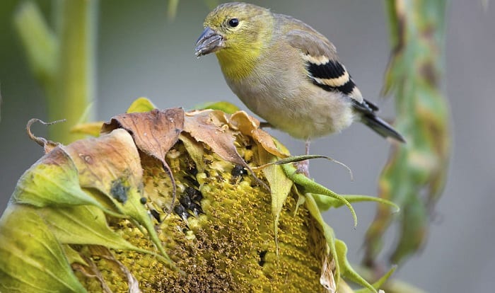 what-birds-eat-sunflower-seeds