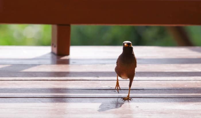 what does it mean when a bird flies into your house