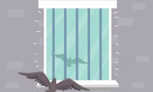 what does it mean when a bird hits your window
