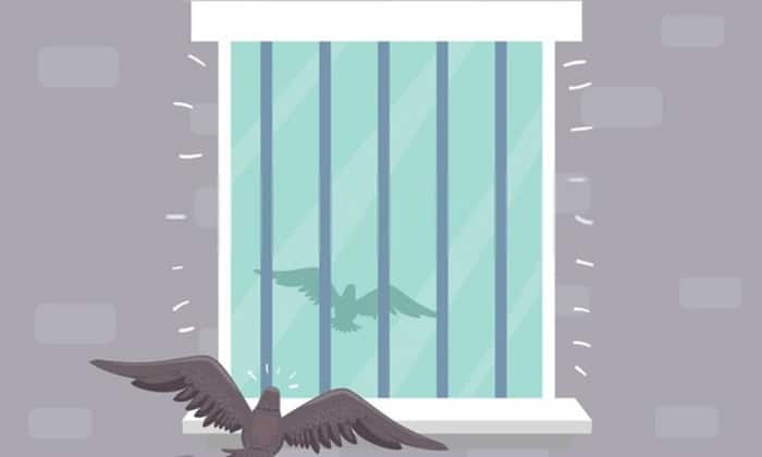 What Does It Mean When a Bird Hits Your Window?