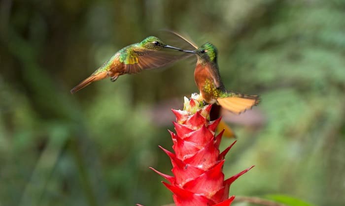 why do hummingbirds chase each other