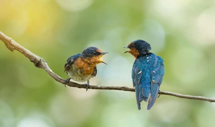 bird-ears