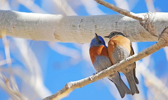 bird-hearing