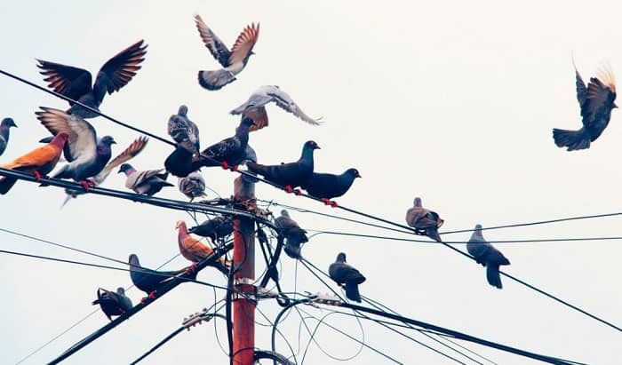 birds-not-get-electrocuted-on-power-lines