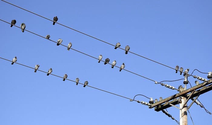 birds-sit-on-wires