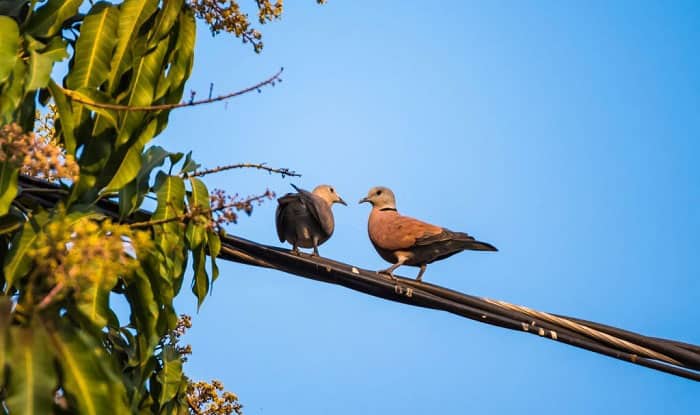 how can birds sit on power lines