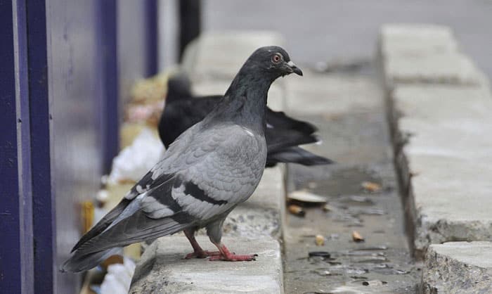 how to clean bird poop off concrete