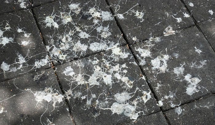 remove-bird-poop-stains-from-concrete