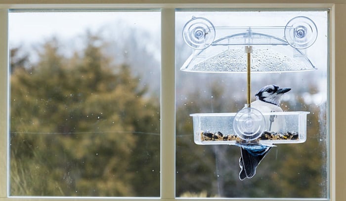 bird-feeder-that-attaches-to-window