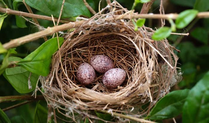 fertilized-bird-egg