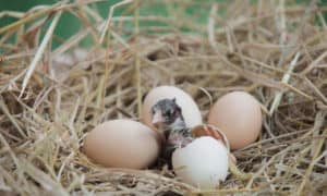 how are birds' eggs fertilized