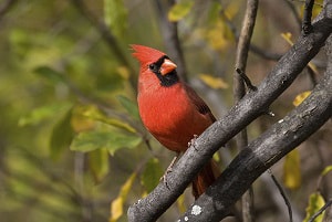 ame-of-the-bird-that-eat-mosquitoes